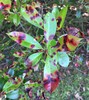 Quince Leaf Blight - Photo (c) Henry Van T. Cotter, some rights reserved (CC BY), uploaded by Henry Van T. Cotter