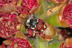 Hylaeus ruficeps ruficeps