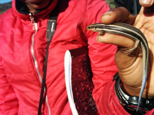 iNaturalist observation photo of Western Skink