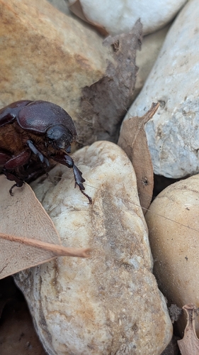 Phyllognathus excavatus