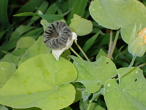 Abutilon indicum, photograph 5