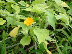 Abutilon indicum, photograph (c) Martin Rady, some rights reserved (CC BY)
