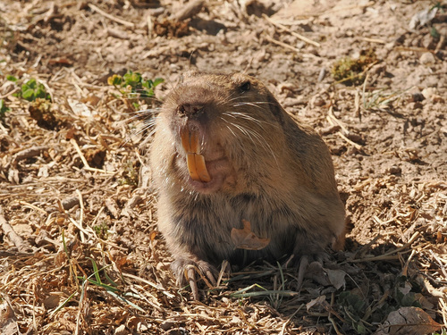 Yellow-faced Pocket Gopher