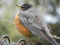 Turdus migratorius