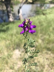 Dalea lasiathera