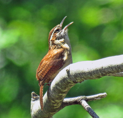 Thryothorus ludovicianus