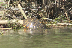 Pseudemys concinna
