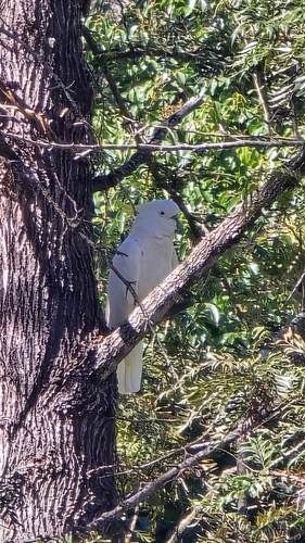 Sulphur-crested Cockatoo