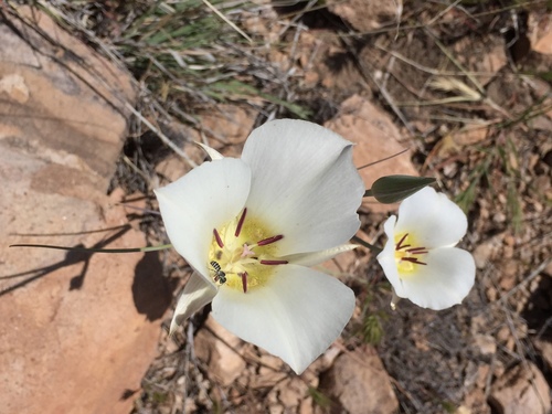 Arizona mariposa lily