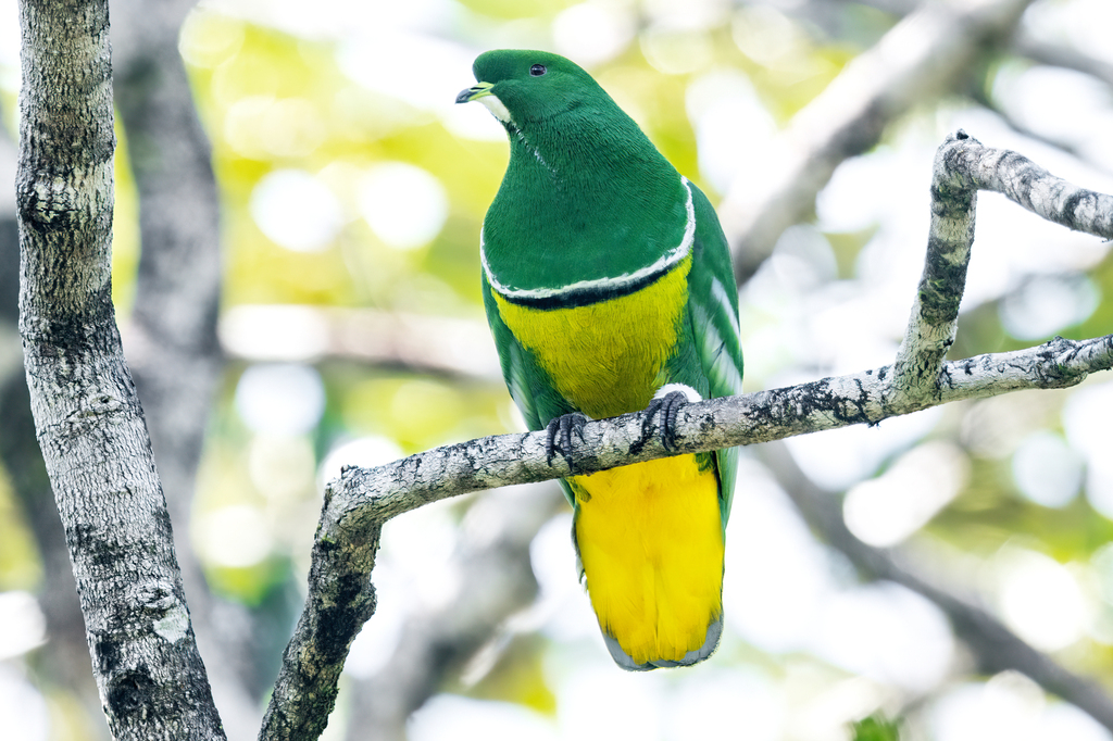 Cloven-feathered Dove