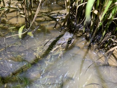 Anaxyrus fowleri
