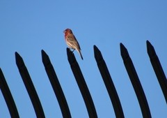 Haemorhous mexicanus