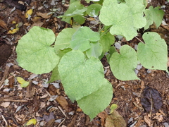 Abutilon indicum, photograph (c) Martin Rady, some rights reserved (CC BY)