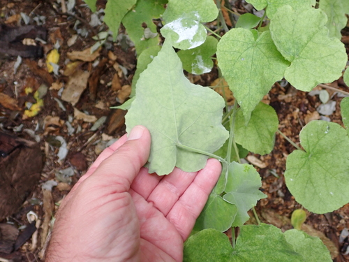 Abutilon indicum, photograph 4
