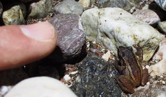 Eleutherodactylus paulsoni