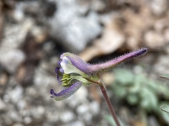 Delphinium scaposum