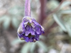Delphinium scaposum
