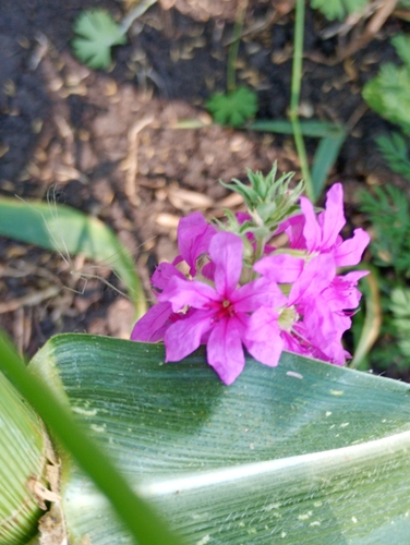 purple loosestrife