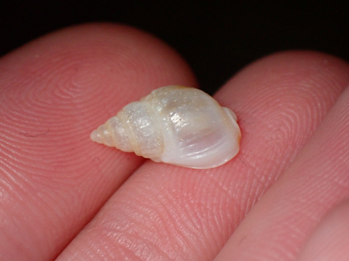 Nassarius nigellus, 2026-07-30