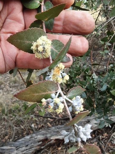 Eucalyptus crenulata observed 2026-08-03
