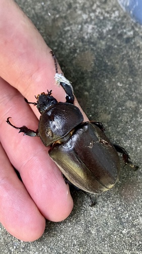 Trypoxylus dichotomus septentrionalis