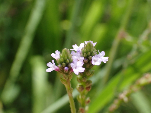 Verbena litoralis observed 2026-08-05