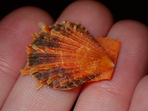 Livid Fan Scallop