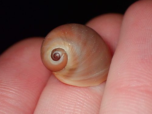 Conuber melastoma