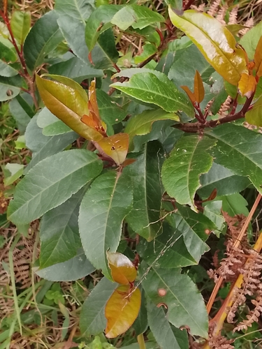 Pygeum observed 2026-08-05