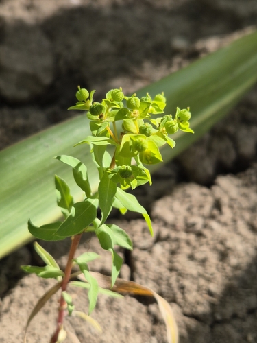 Euphorbia platyphyllos, photograph 3