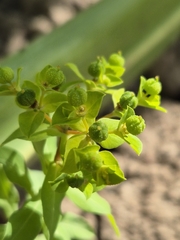 Euphorbia platyphyllos, photograph (c) Stefan Ehl, some rights reserved (CC BY)