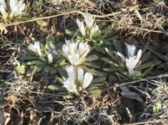 Lewisia brachycalyx