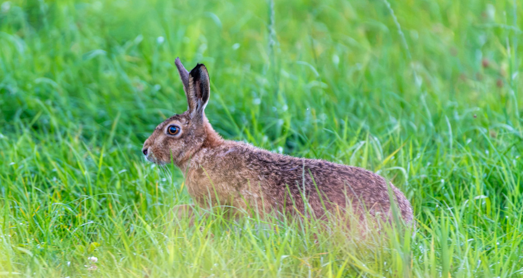 European Hare (Lepus europaeus)