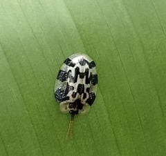 Aslamidium ecuadoricum