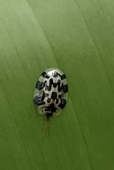 Aslamidium ecuadoricum