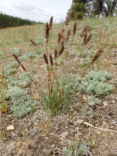 Image of Oriental Junegrass (Koeleria asiatica) by no rights reserved