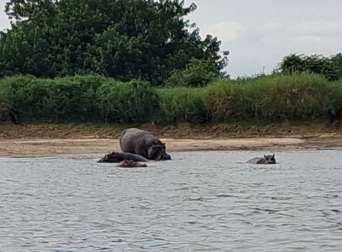 Common Hippopotamus