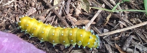 Giant Peacock Moth