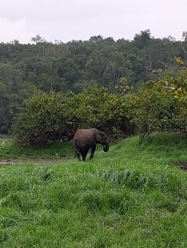 Forest Elephant