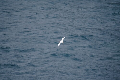Phaethon rubricauda observed 2026-08-06