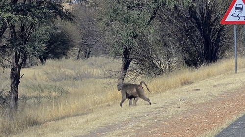 Chacma Baboon
