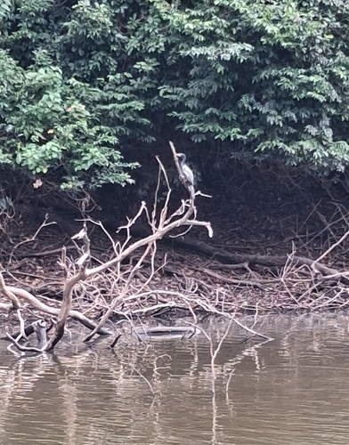 Reed Cormorant