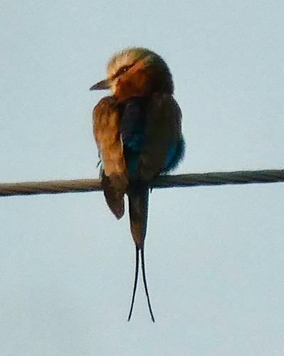 Lilac-breasted Roller