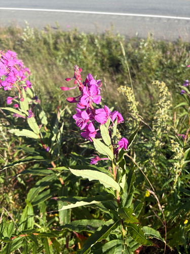 fireweed