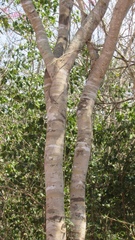 Thouinidium decandrum