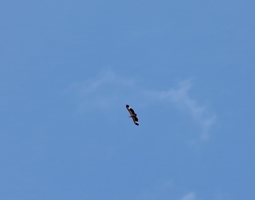 Palm-nut Vulture