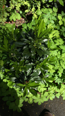 Daphne laureola