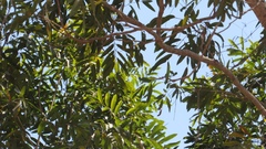 Thouinidium decandrum