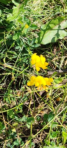 bird's-foot trefoil