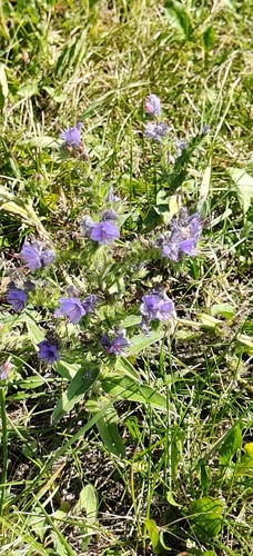 viper's-bugloss